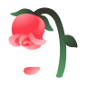 Withering